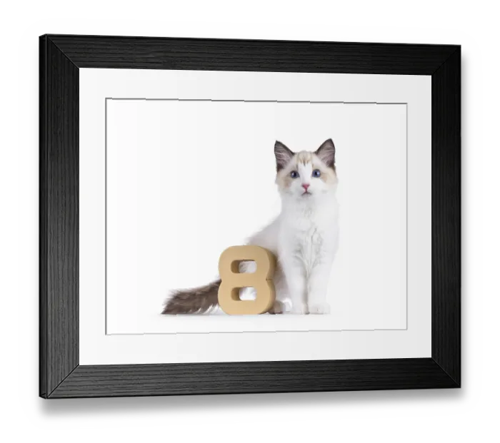 Framed Print : Elegant Ragdoll cat kitten standing beside paper digit 8