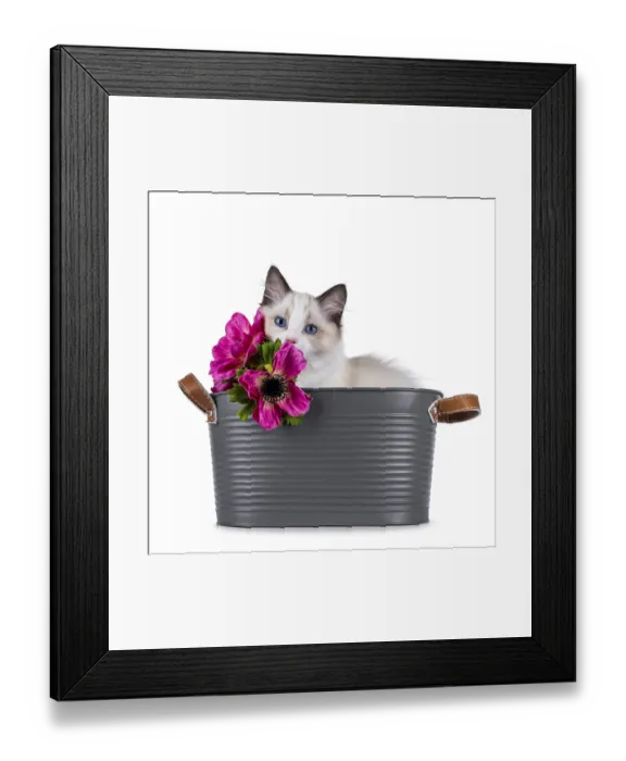 Framed Print : Cute Ragdoll cat kitten sitting in grey tub hiding behind fake pink flowers