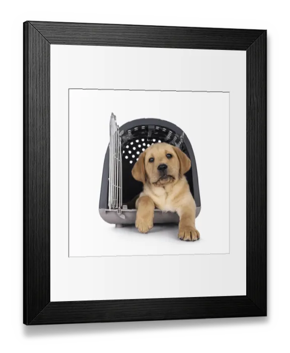 Framed Print : Happy 7 weeks old Labrador dog puppy