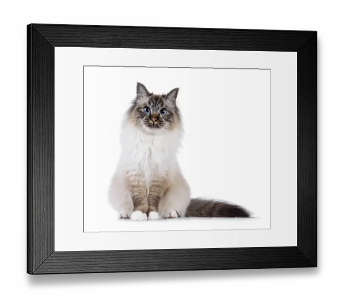 Framed Print : Handsome and expressive Sacred Birman cat Framed Print : Handsome and expressive Sacred Birman cat