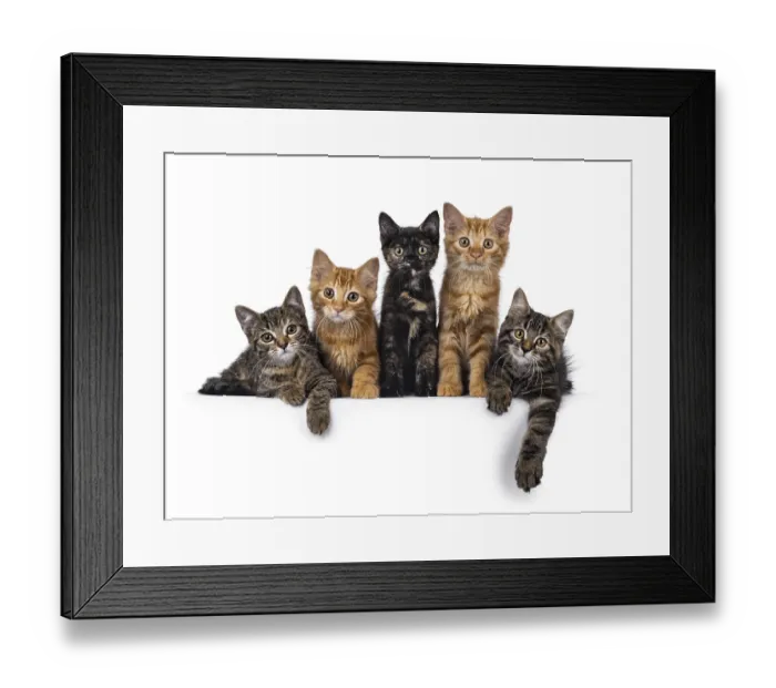 Framed Print : Colorful litter of 5 house cat kittens