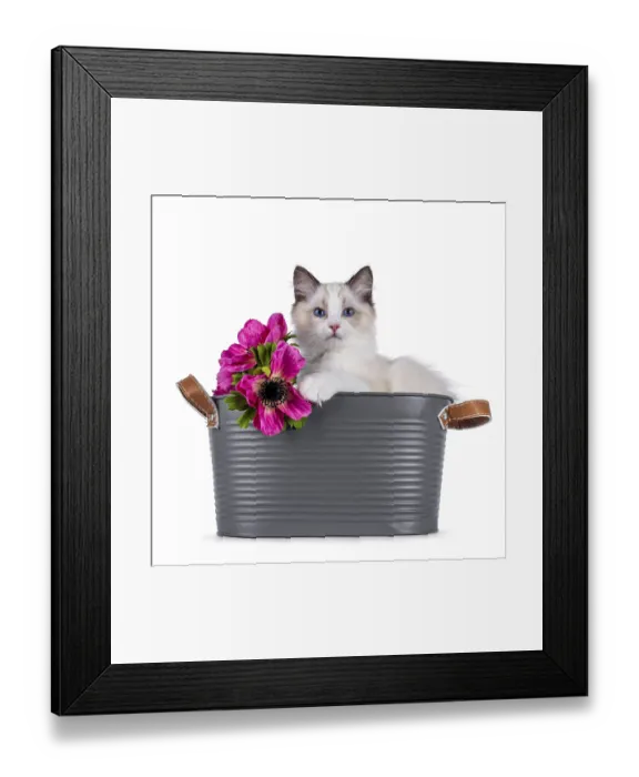 Framed Print : Cute Ragdoll cat kitten sitting in grey tub with fake pink flowers Framed Print : Cute Ragdoll cat kitten sitting in grey tub with fake pink flowers