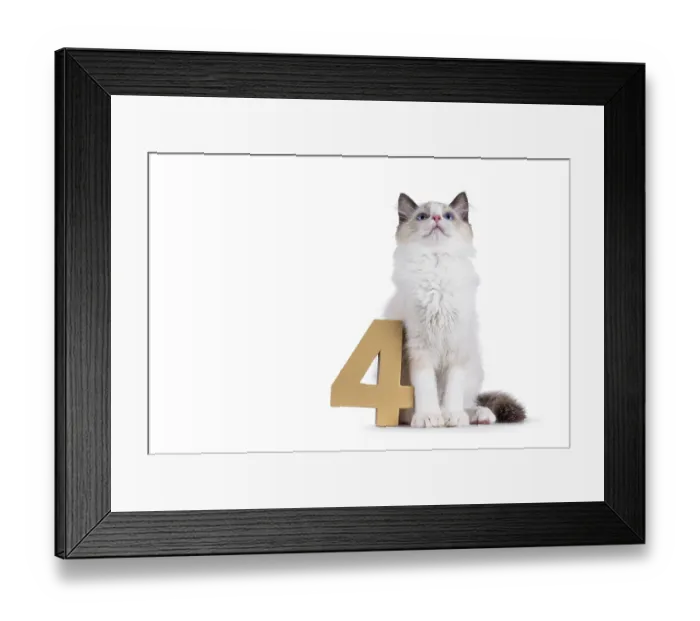 Framed Print : Cute Ragdoll cat kitten sitting beside a paper digit 4