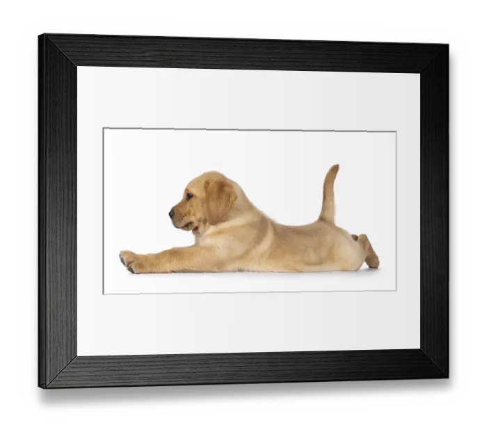 Framed Print : Cute baby Labrador dog puppy, laying side ways in funny yoga pose Framed Print : Cute baby Labrador dog puppy, laying side ways in funny yoga pose