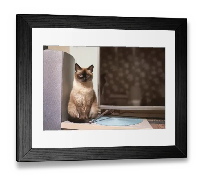 Framed Print : Thai cat sitting at home neat tv panel Framed Print : Thai cat sitting at home neat tv panel