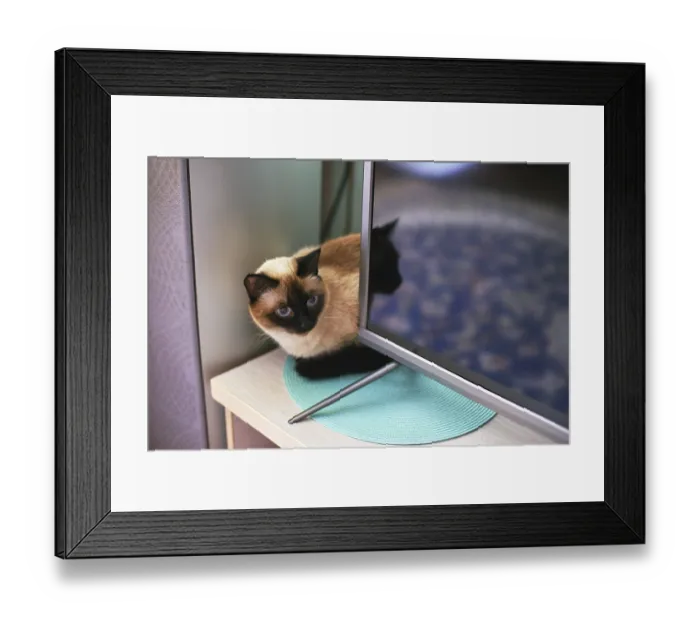Framed Print : Siamese cat curled up on turquoise mat beside modern flat screen tv in cozy home setting