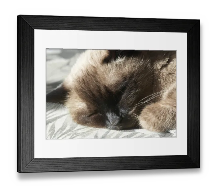 Framed Print : Siamese cat sleeping peacefully on sunlit surface with soft fur detail in close-up view