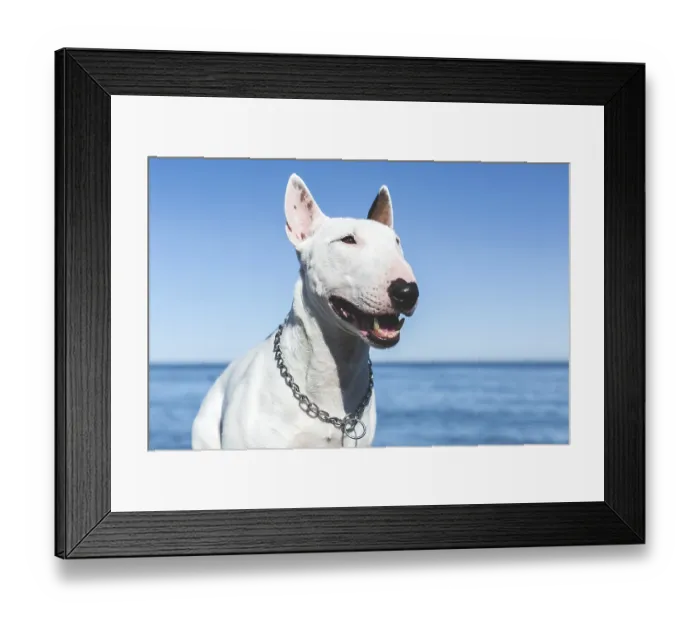 Framed Print : Close-up of a smiling white bull terrier with metal chain collar on a sunny day Framed Print : Close-up of a smiling white bull terrier with metal chain collar on a sunny day