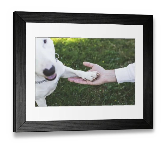 Framed Print : A close-up of a human hand gently holding a white dogs paw