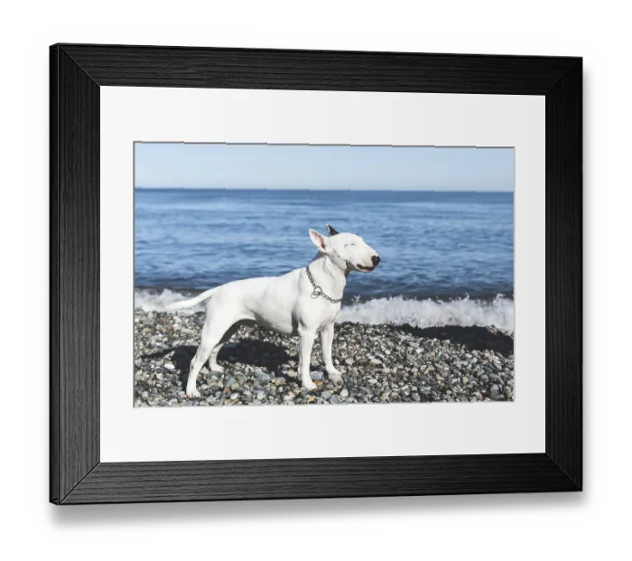 Framed Print : White dog bull terrier stands proudly on pebble beach with sea