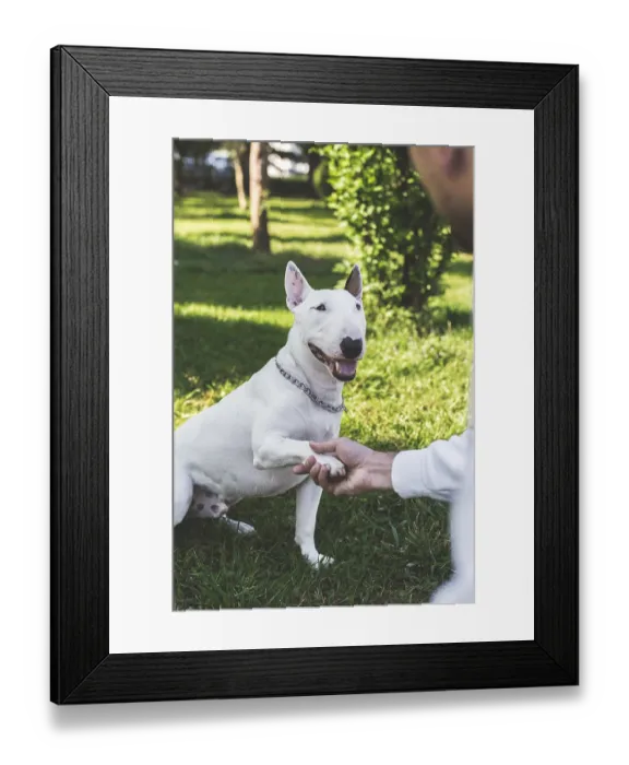 Framed Print : White bull terrier dog giving paw to its owner in vertical photo taken in park