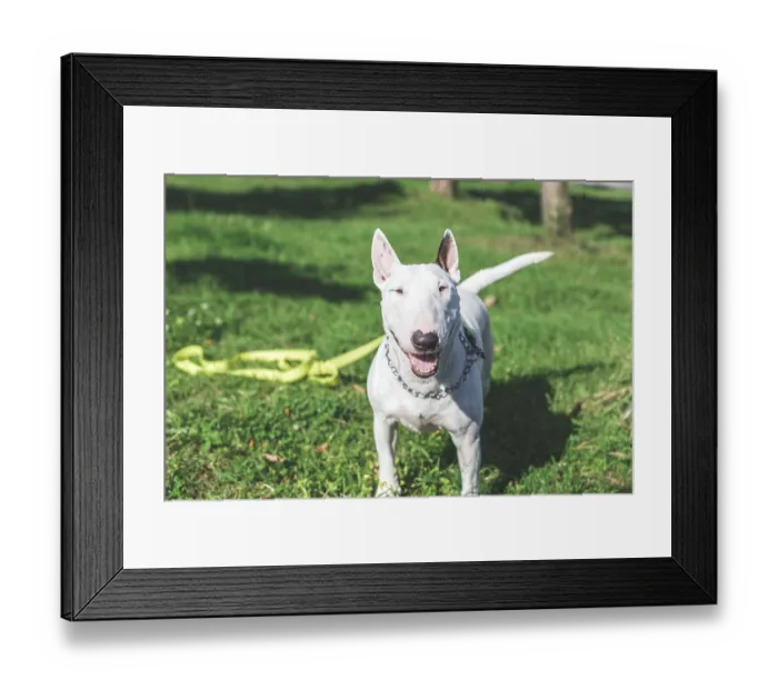Framed Print : Happy Bull Terrier dog with a shiny white coat stands on green grass