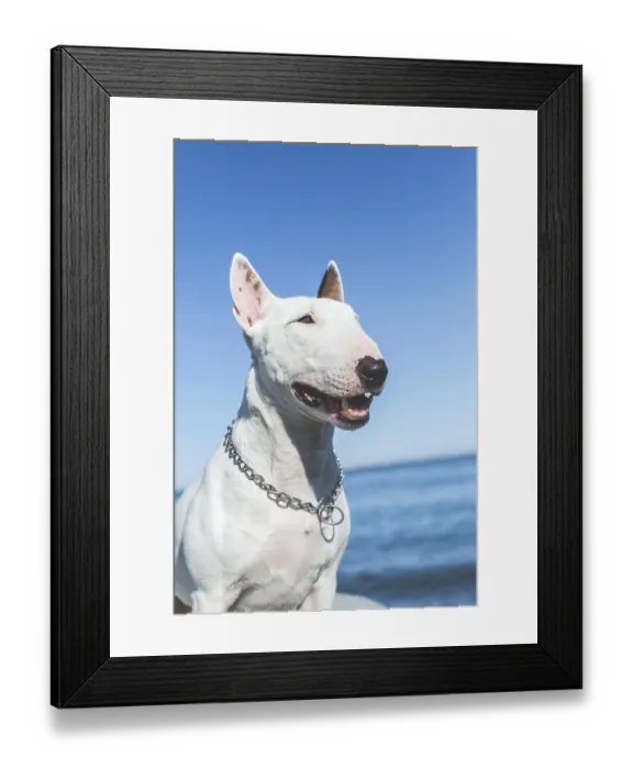 Framed Print : White bull terrier with chain collar smiling near sea under blue sky