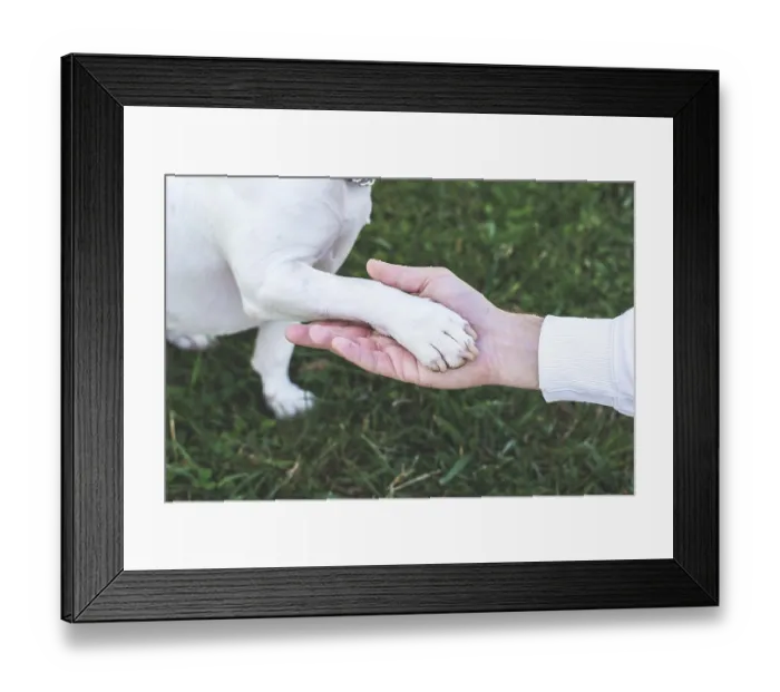 Framed Print : Close-up of human hand gently holding dog paw on green grass background