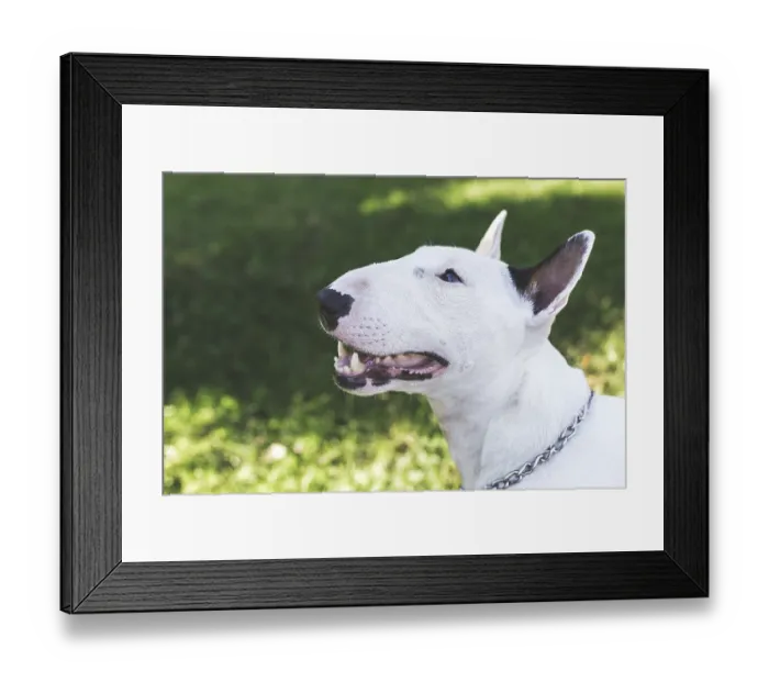 Framed Print : Close-up portrait of white bull terrier with open mouth and chain collar on green grass background