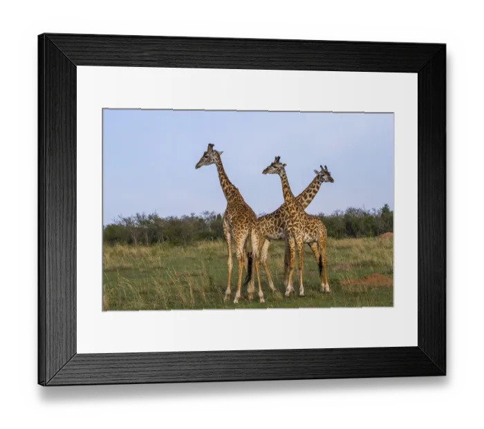 Framed Print : Maasai giraffe cows (Giraffa), Kenya