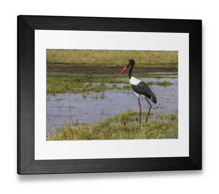 Framed Print : Saddle stork (Ephippiorhynchus senegalensis) Framed Print : Saddle stork (Ephippiorhynchus senegalensis)