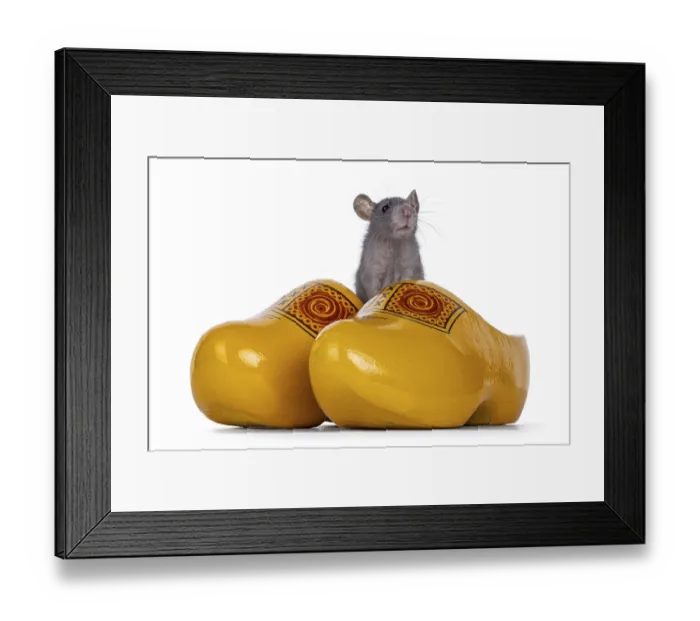Framed Print : Cute little blue rat sitting in typical Dutch yellow wooden shoes