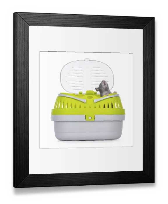 Framed Print : Tame cute young blue rat sitting in open travel container Framed Print : Tame cute young blue rat sitting in open travel container