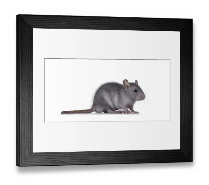 Framed Print : Cute blue young rat, standing side ways Framed Print : Cute blue young rat, standing side ways
