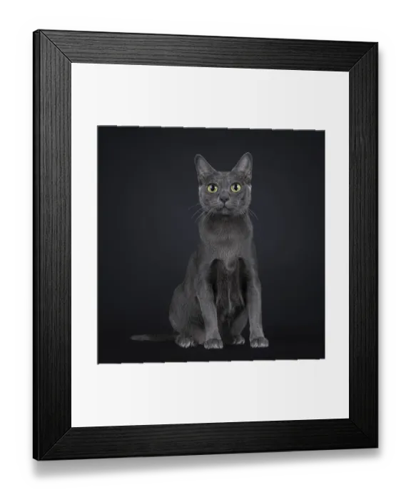 Framed Print : Pretty adult Korat cat kitten, sitting up facing front Framed Print : Pretty adult Korat cat kitten, sitting up facing front