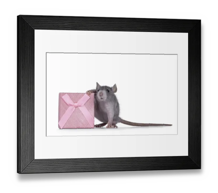 Framed Print : Cute blue young rat standing beside square pink present box