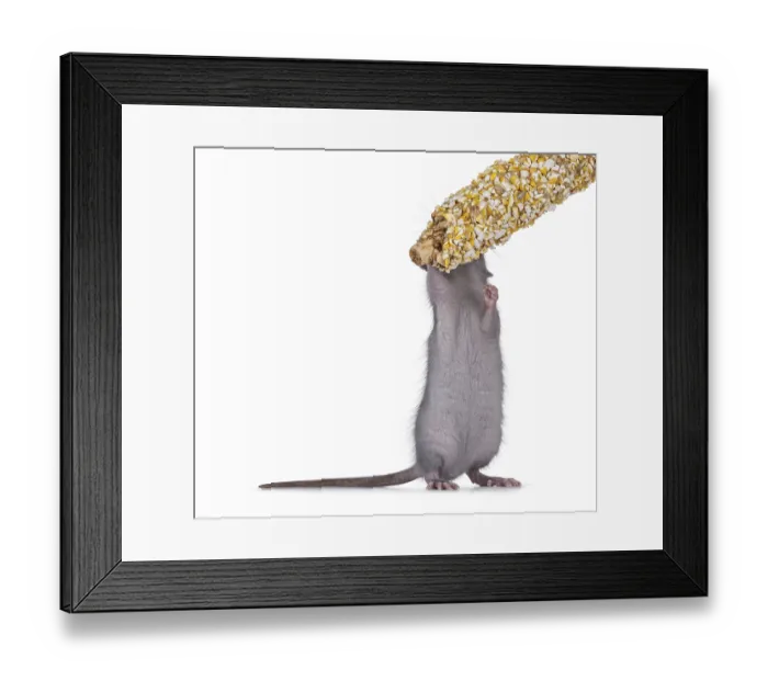 Framed Print : Cute blue young rat, standing on hind paws eating candy