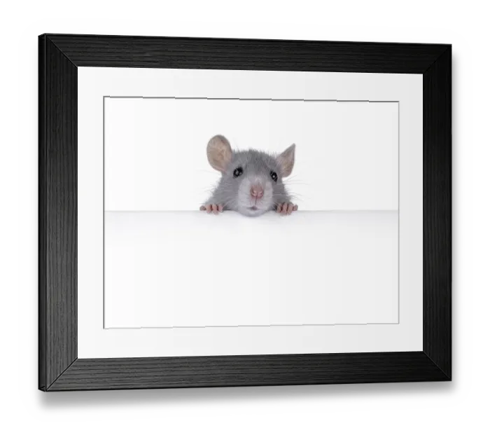 Framed Print : Cute rat holding up copy space banner with paws