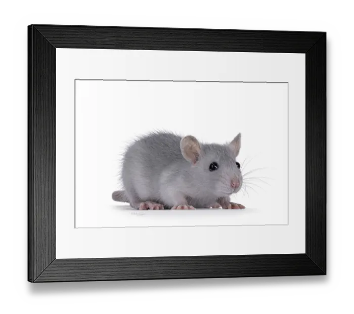 Framed Print : Cute blue young rat, standing side ways Framed Print : Cute blue young rat, standing side ways