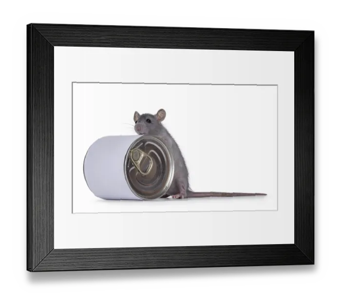 Framed Print : Cute young blue rat standing with front paws on food can