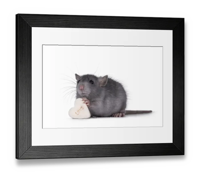 Framed Print : Cute blue young rat, standing side ways holding a heart shaped candy with the taxt love in paws