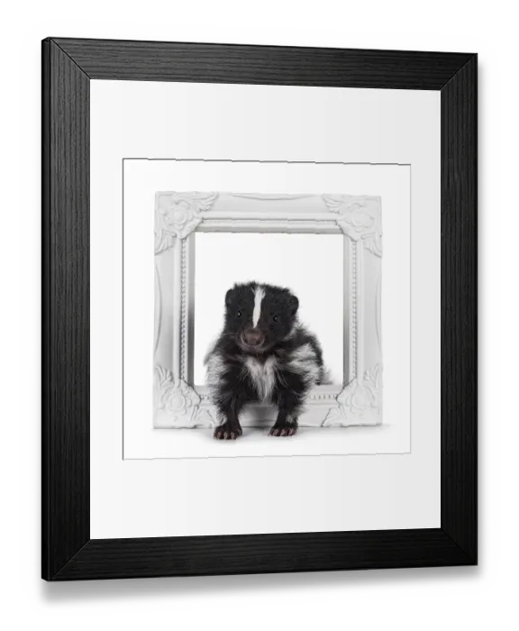 Framed Print : Black and white baby skunk standing throughtt white image frame