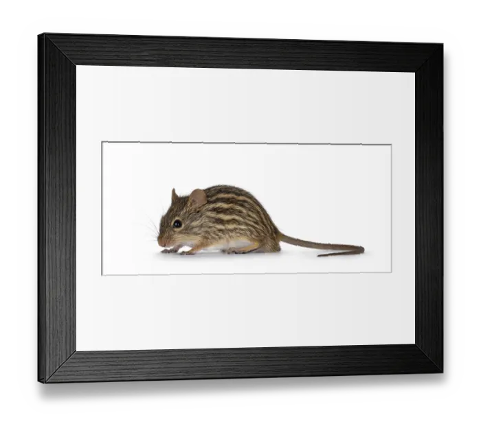 Framed Print : Striped grass mouse standing side ways