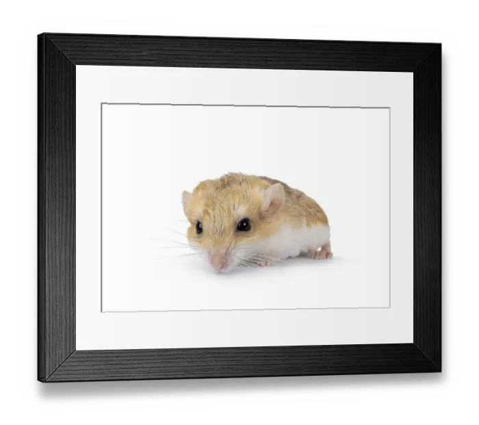Framed Print : Front view of Fat tailed gerbil aka Pachyuromys duprasi