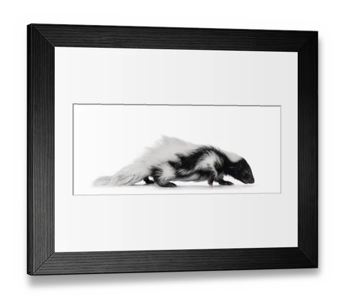 Framed Print : Black and white baby skunk walking side ways