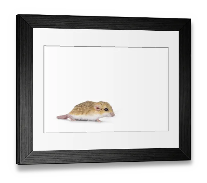 Framed Print : Side view of Fat tailed gerbil aka Pachyuromys duprasi