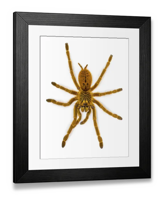 Framed Print : Pterinochilus murinus RCF aka Orange baboon tatantula spider