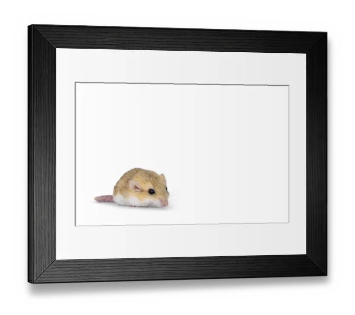 Framed Print : Side view of Fat tailed gerbil aka Pachyuromys duprasi