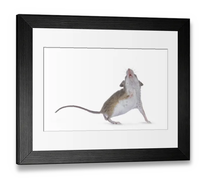 Framed Print : African pygmy mouse aka Mus minutoides and smallest rodent in the world