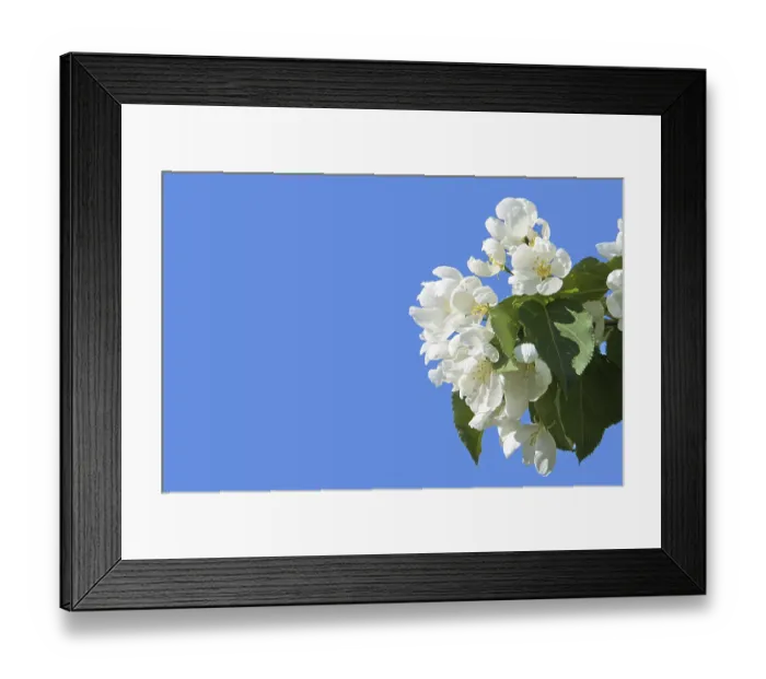 Framed Print : Apple tree floral. Bright summer background Framed Print : Apple tree floral. Bright summer background