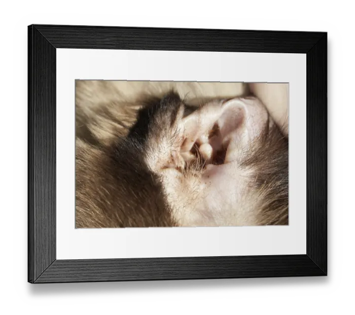 Framed Print : Close-up of a monkey's ear showing detailed fur