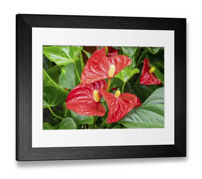 Framed Print : Close-up of a blooming evergreen anthurium plant with red flowers
