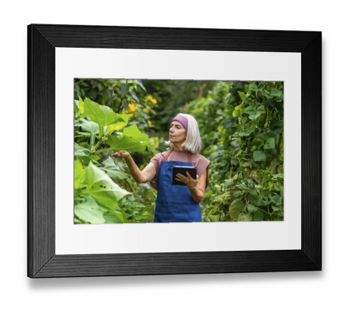 Framed Print : Senior woman farmer in apron inspecting organic plants in a garden Framed Print : Senior woman farmer in apron inspecting organic plants in a garden