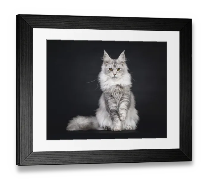 Framed Print : Impressive silver Maine Coon cat