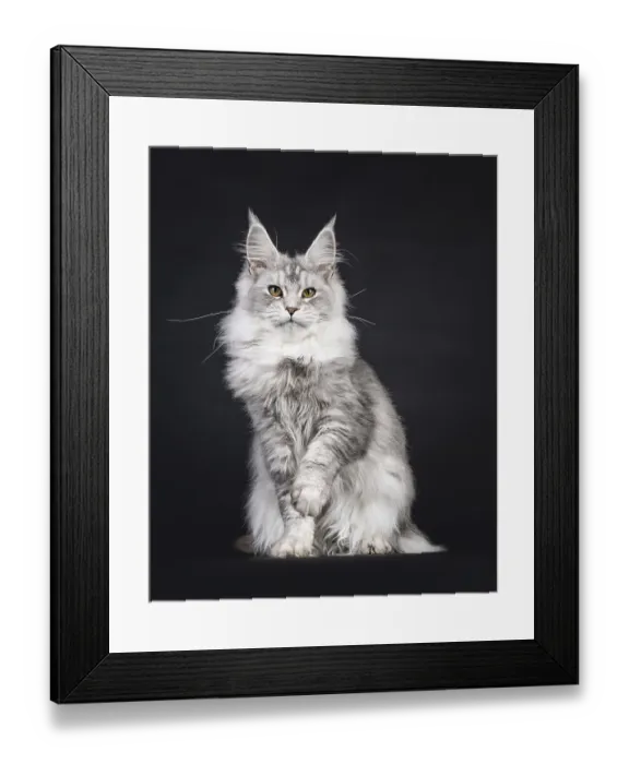Framed Print : Impressive silver Maine Coon cat Framed Print : Impressive silver Maine Coon cat