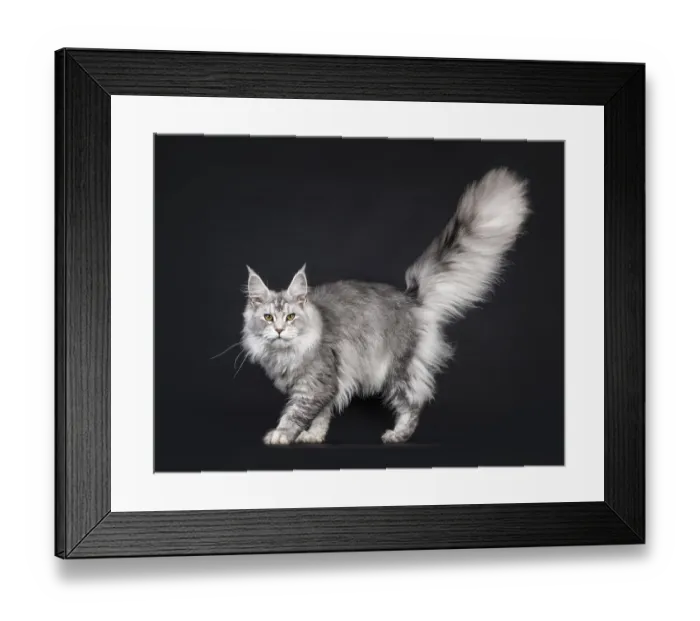Framed Print : Impressive silver Maine Coon cat