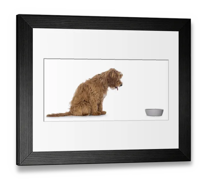 Framed Print : Happy labradoodle dog puppy standing side ways ready to go eat from food bowl Framed Print : Happy labradoodle dog puppy standing side ways ready to go eat from food bowl