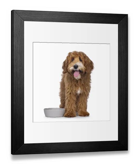 Framed Print : Happy labradoodle dog puppy standing beside empty food bowl