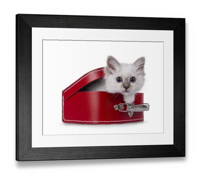 Framed Print : Cute Sacred Birman cat kitten, climbing out of red suitcase Framed Print : Cute Sacred Birman cat kitten, climbing out of red suitcase