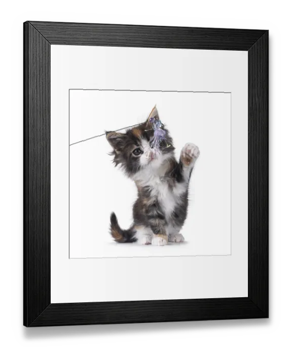 Framed Print : Adorable baby Maine Coon cat kitten